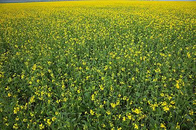 Remedy从505 Games处收购《控制》IP版权