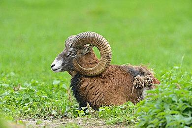 Capcom与皇家花园酒店合作怪物猎人主题房